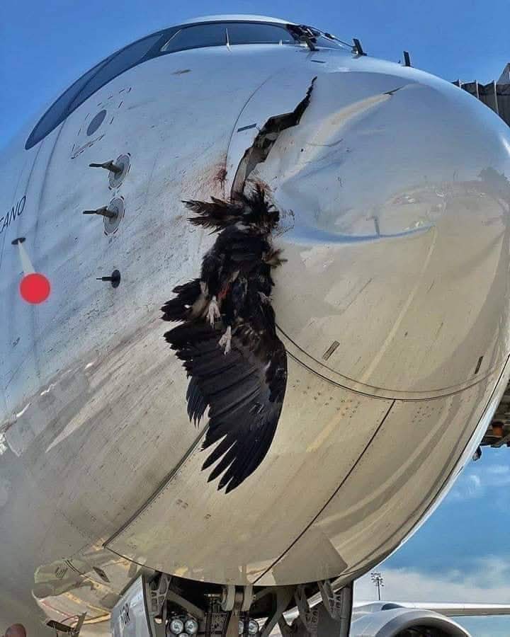 Iberia Airbus makes emergency landing in Madrid after vulture strike