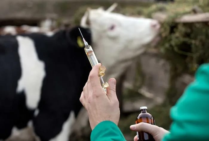 First foot-and-mouth case confirmed in Cyprus gov't-controlled areas, farm sealed