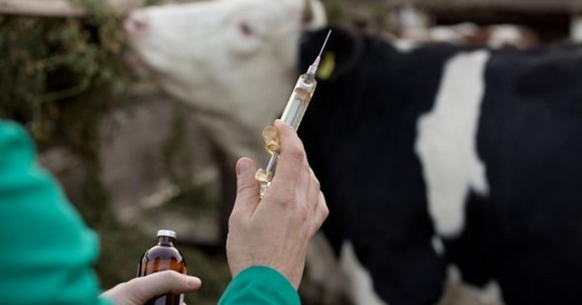 South Africa launches nationwide vaccination against FMD